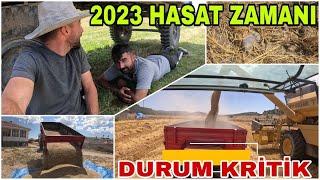 2023 HASAT ZAMANI~BÜTÜN KÖYLÜ ŞAŞIRDI~FARE İSTİLASI KORKUTUYOR !! BİÇERDÖVER FARE BİÇİYOR