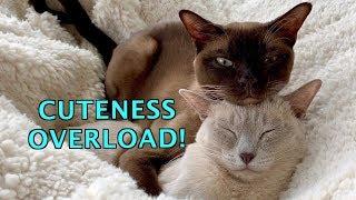 Warm & Fuzzy! Burmese Cats Love to Snuggle & Sleep! Cuteness Overload!