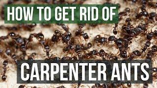 How to Get Rid of Carpenter Ants (4 Simple Steps)