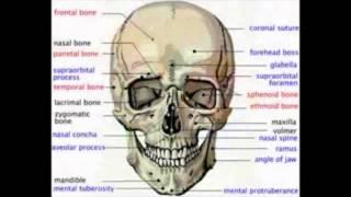 human anatomy and physiology course by dr james ross