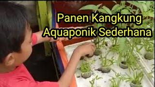 Simple Aquaponic, Kangkung Harvesting #shorts