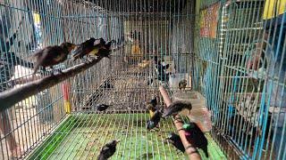 Update Stock Toko Burung Mbak Dwi Sidoarjo Kamis 28 November Juga Trima Setor 089628101130