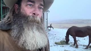 Feeding Horses in Winter