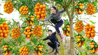 Harvesting Mango Succulent - Specialties Help Reduce Summer Heat Goes to the market sell