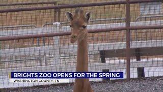 Brights Zoo anticipates booming opening to season as rare giraffe grows