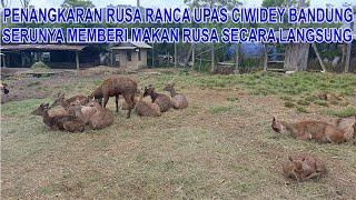 PENANGKARAN RUSA RANCA UPAS CIWIDEY BANDUNG 2024 || BERINTERAKSI LEBIH DEKAT DENGAN RUSA