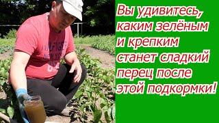 Подкормка сладкого перца после высадки, которая творит чудеса!