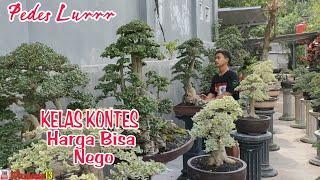 FULL SHARED CONTEST ️ CHECK BONSAI PRICES AT MAS BLITAR NURSERY