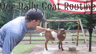 RAISING NIGERIAN DWARF GOATS - Our Daily Goat Routine - Collaboration