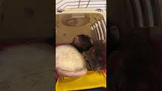 Сосчитайте сколько крыс. #animal #животные #крысы #rat #крысята