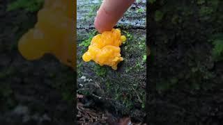 Flicking a Wet Witches Butter Fungus