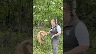 Testing Virtual Fence Technology in an Upper Midwestern Goat Grazing Operation