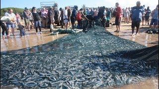 KwaZulu-Natal witnesses greatest shoal on Earth