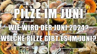 Pilze im Juni | Welche Pilze kann man im Juni finden? Wie wird der Juni 2024? Sommerpilze & mehr