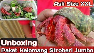 Unboxing!!. Paket Kelomang Stroberi Jumbo hermid crab perlatus size XL