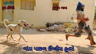 ગાંડા પાછળ ઈંગ્લીસ કૂતરો |bhurocomedy|gujaraticomedy|bccomedy