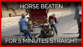 Horse Beaten for Nearly 5 Excruciating Minutes Straight