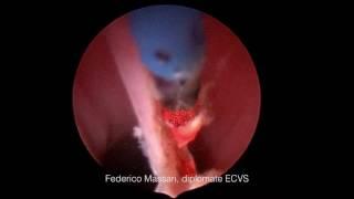 Ectopic ureter in dog - diode laser ablation - Dr Federico Massari
