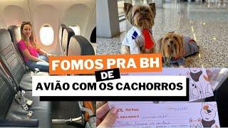 Como é viajar com cachorro pela GOL?