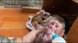 Unpacking the 'Unboxing Baby Monkeys' scam