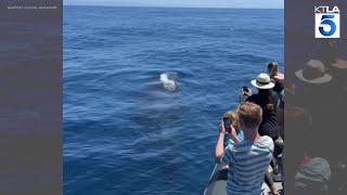 'Extremely friendly' humpback entertains whale watching tour