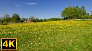 Relaxing nature walk on the island of helgö in Sweden - 4K Slow TV