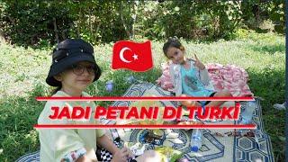 MENJADI PETANI SEHARI DI TURKI || MEMANEN FINDIK/KEMIRI DI KEBUN ORANG TURKI || KEHIDUPAN DI TURKI