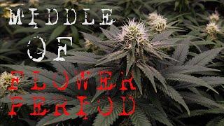 WHAT TO EXPECT MID FLOWER PERIOD ( DOUBLE CHOC & STRAWBERRY COUGH ) | EPISODE SIX