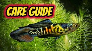 Endler's Livebearer Care Guide (Best beginner fish)