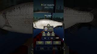 МАСТЕР МАХОВОЙ ЛОВЛИ #shorts #russianfishing4 #русскаярыбалка4 #трофей #yaroxa #рр4 #ладожское