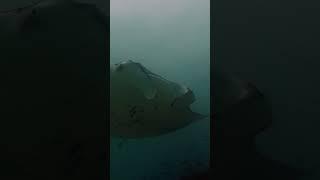 manta diving maldives #manta #mantapoint #maldivesdiving #mantaray #maladives #diving