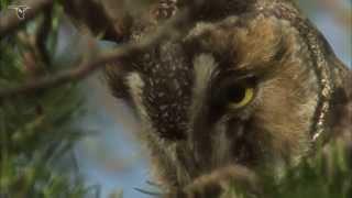 Long-eared Owl close-up