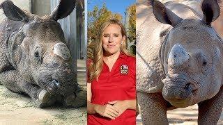 How Denver Zoo Got Its Greater One-Horned Rhino Pregnant