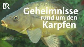 Ingreisch und Karpfenstein: Die Geheimnisse eines Fisches | Zwischen Spessart und Karwendel | BR