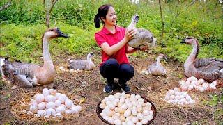 Harvesting giant goose eggs to sell at the marketcooking  Minh Daily Harvesting