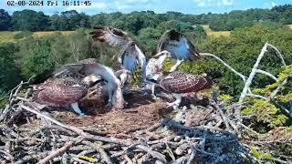 Review Osprey daddy brings a big fish to feed the babies in the family- August.02.2024 l Osprey Nest