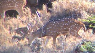 Lanai Archery Hunt | Banger Buck | Manele Spot and Stalk 2021