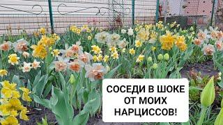 СОСЕДИ В ШОКЕ ОТ МОИХ НАРЦИССОВ! ДЕЛЮСЬ С ВАМИ ЭТОЙ КРАСОТОЙ!