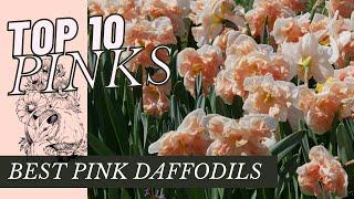 TOP 10 PINK DAFFODILS - MY FAVORITE PINK FANCY FLOWERS!