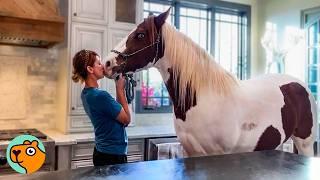 Horse Sneaks Into Lady's House For 6 Years Straight | Cuddle Buddies