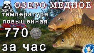 ОЗЕРО МЕДНОЕ770 СЕРЫ ЗА 1 ЧАСРусская Рыбалка 4(РР4)