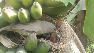 jungle babbler birds juvenile twins fall out of  nest crane neck videos #wildlife #bird