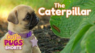 The Caterpillar| Cutie Pugs | Animals for Kids