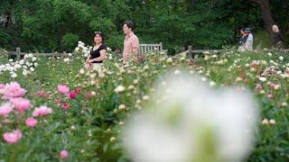 The Peony Garden Blooms at Nichols Arboretum