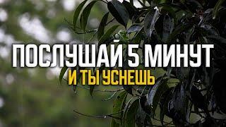 ПРОСТО ПОСЛУШАЙ 5 МИНУТ УСПОКАЮЩИЙ ЗВУК ДОЖДЯ ДЛЯ СНА В ЗЕЛЕНОМ ЛЕСОПАРКЕ И ТЫ УСНЕШЬ