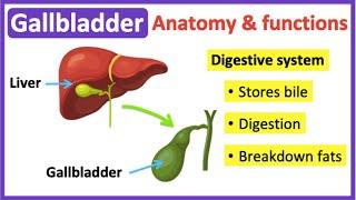 Gallbladder anatomy & function | Easy learning video