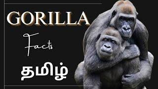 Mind-Blowing Gorilla Facts Revealed in Tamil | Unbelievable Close Encounter!#gorilla