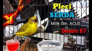 Masteran Pleci SERDA By Om ACUS Dextro 87