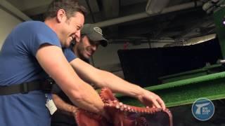 Matt Baker gets suckered by an octopus - Big Blue Live: Episode 2 Preview - BBC