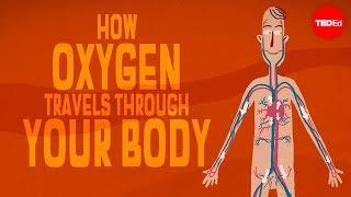 Oxygen’s surprisingly complex journey through your body - Enda Butler